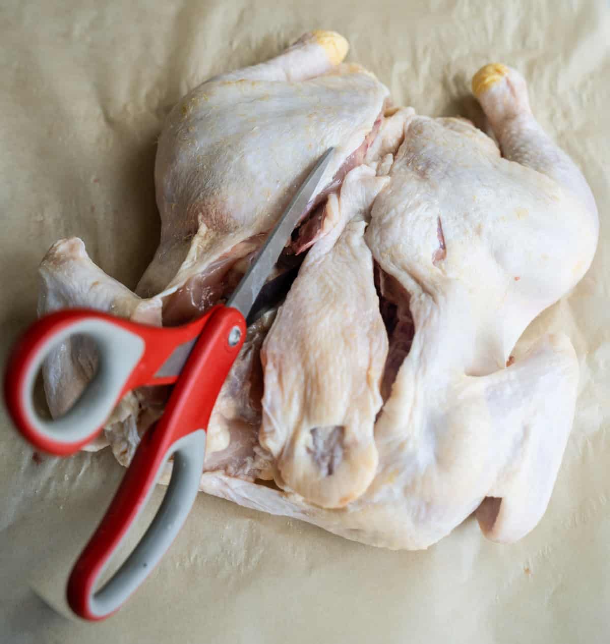 Step2 of the step-by-step spatchcock chicken sunday supper recipe showing Kitchen shears cutting up the side of the backbone of a whole 3 pound chicken