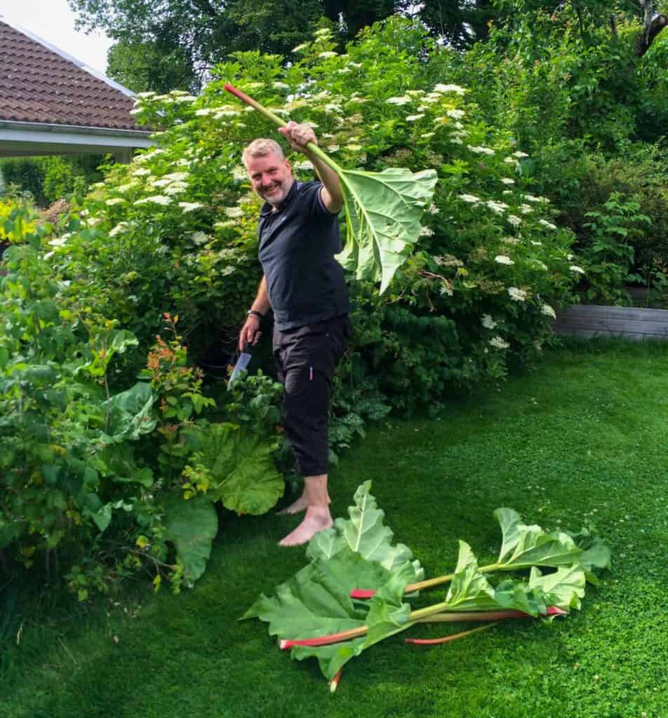 A man dressed in black standing next to a rhubarb plant holding a fresh cut of rhubarb with 3 cut stocks laying at his bare feet 