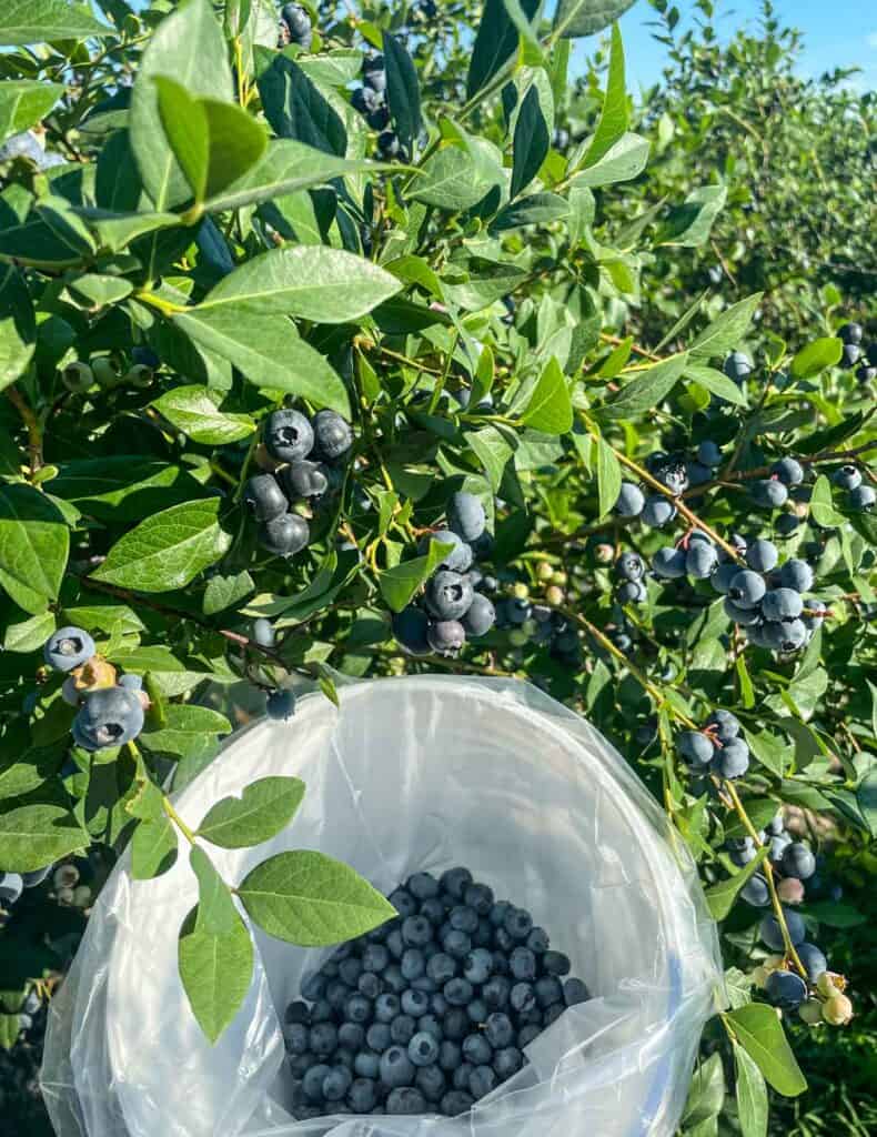 Clusters of blueberries on a blueberry bush and a white picking pail filled with blueberries