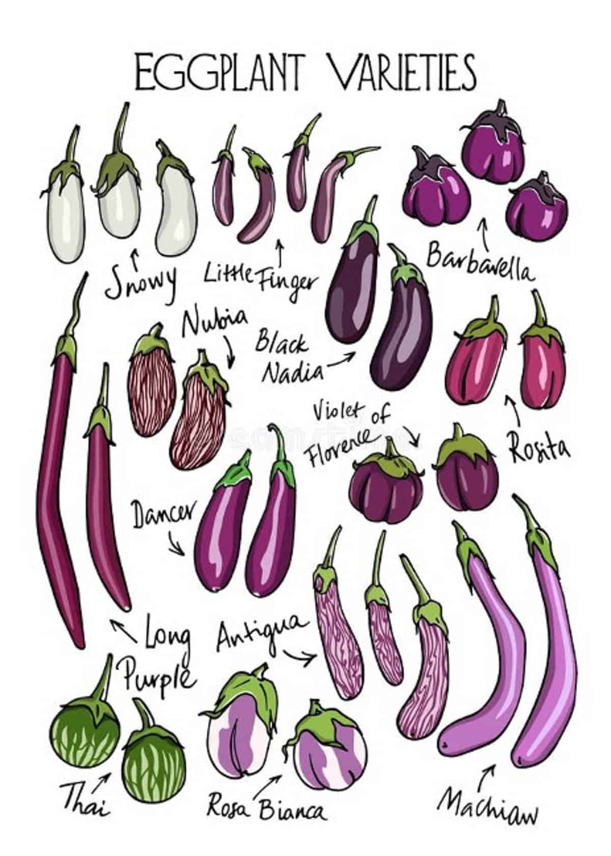 Illustrated poster of eggplant varieties to choose when making asian eggplant meatballs.