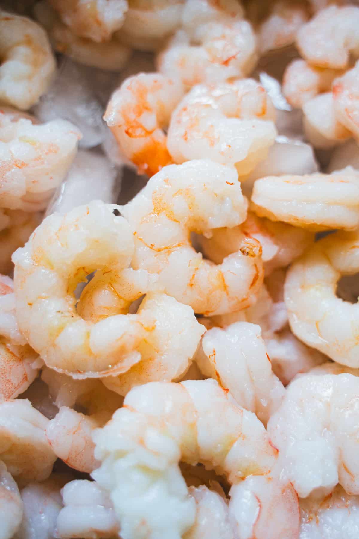 Peeled, deveined and tails off cooked shrimp in a ice bath for shrimp roll sandwiches.